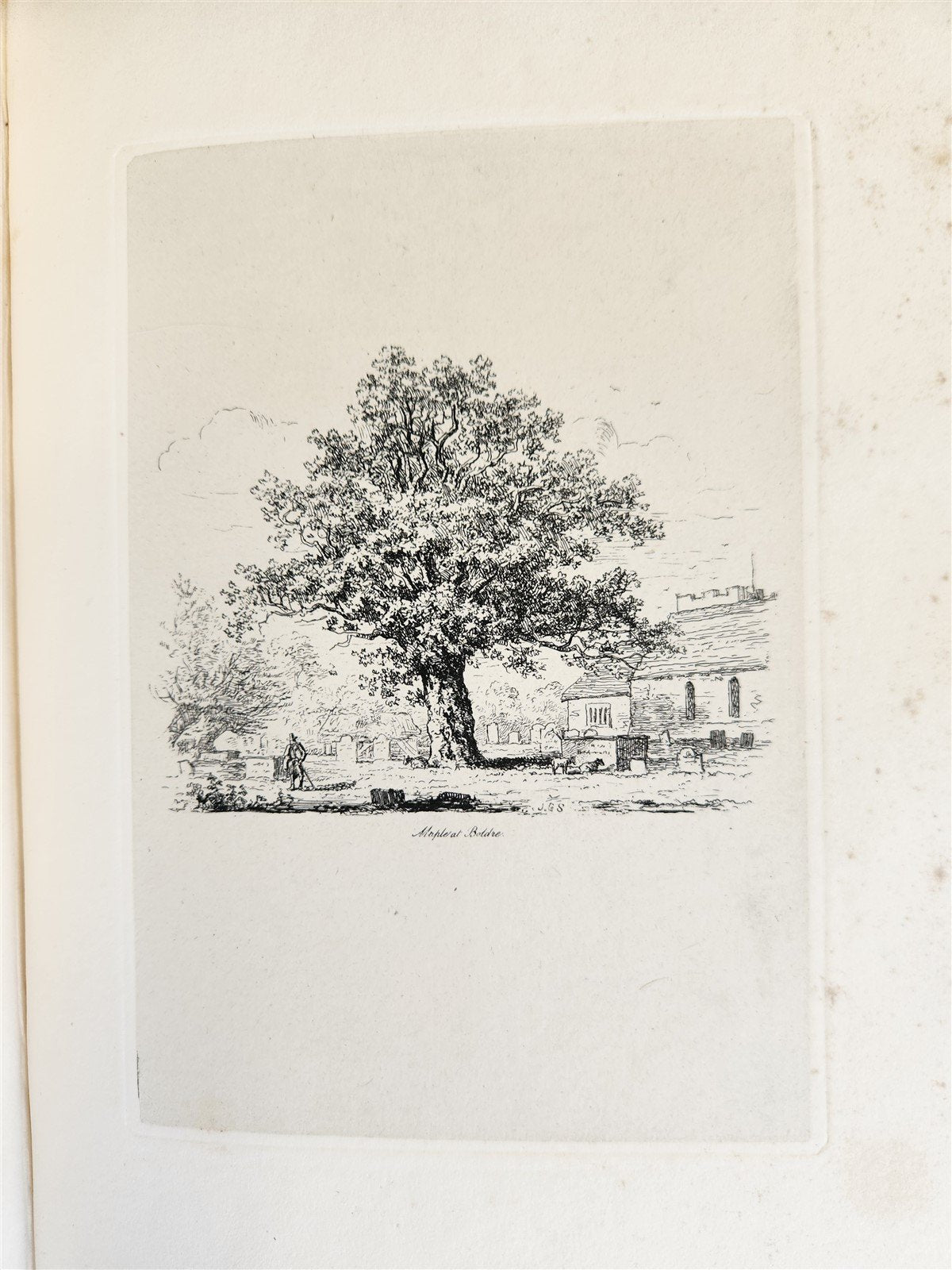 1831 SYLVA BRITANNICA or Portraits of Forest Trees antique ILLUSTRATED