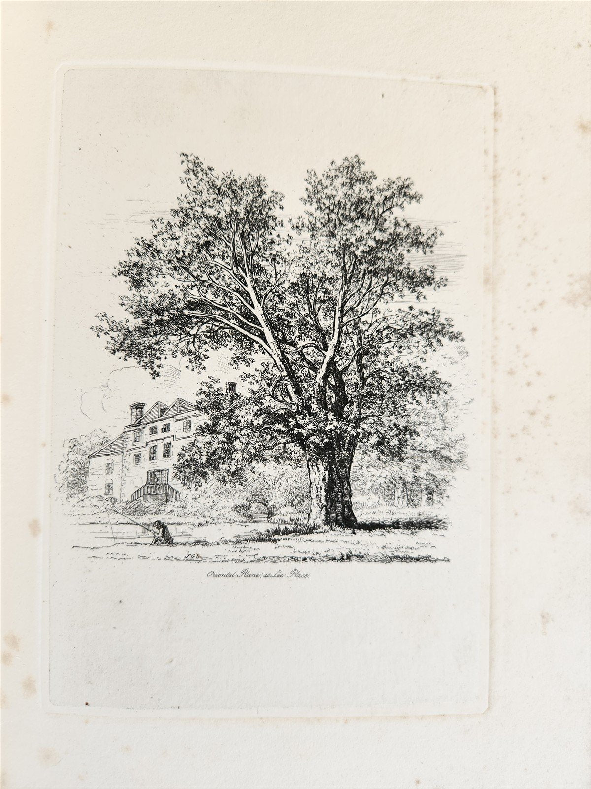 1831 SYLVA BRITANNICA or Portraits of Forest Trees antique ILLUSTRATED