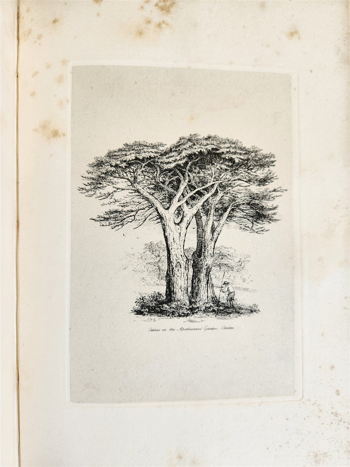 1831 SYLVA BRITANNICA or Portraits of Forest Trees antique ILLUSTRATED