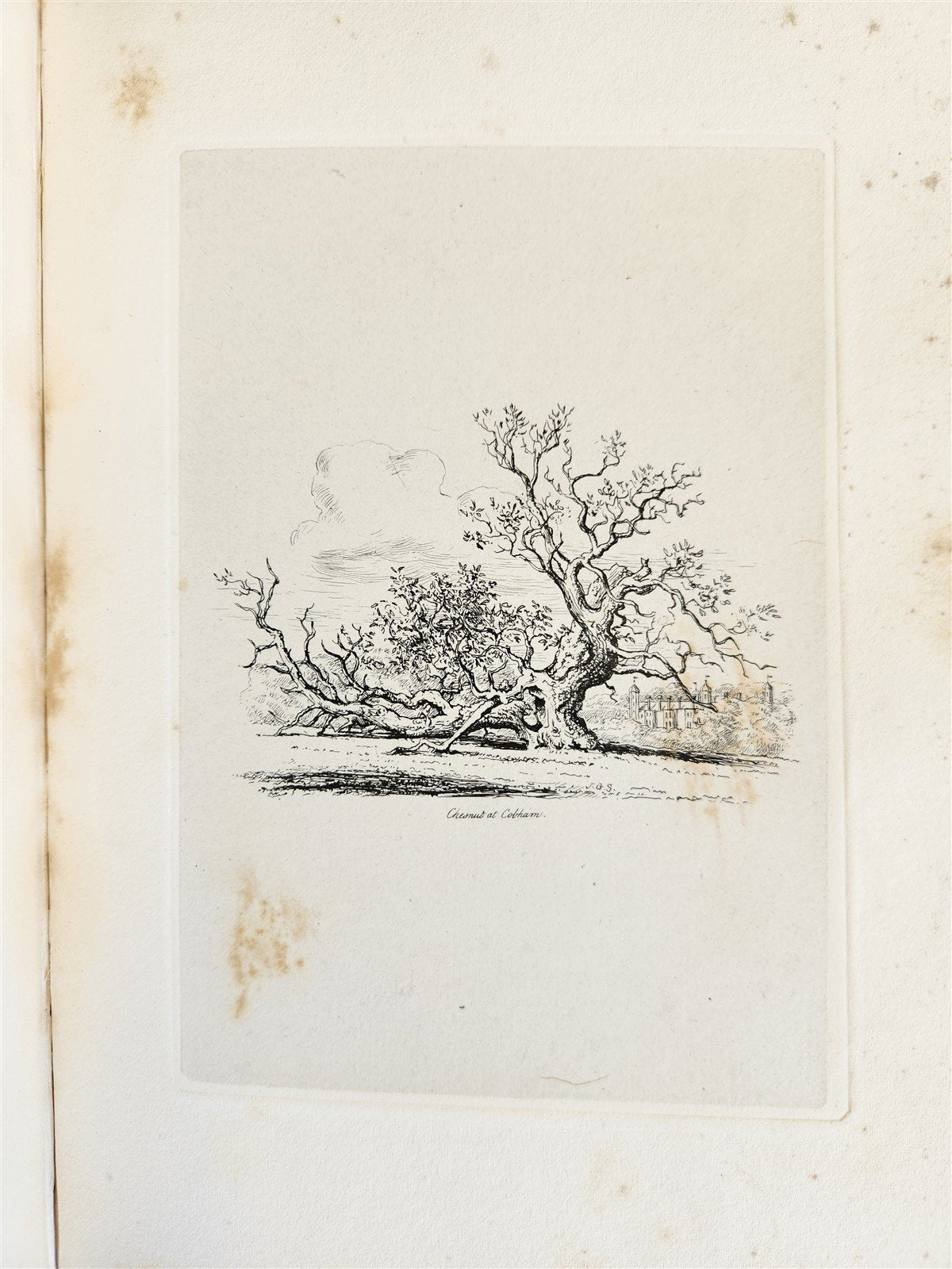 1831 SYLVA BRITANNICA or Portraits of Forest Trees antique ILLUSTRATED