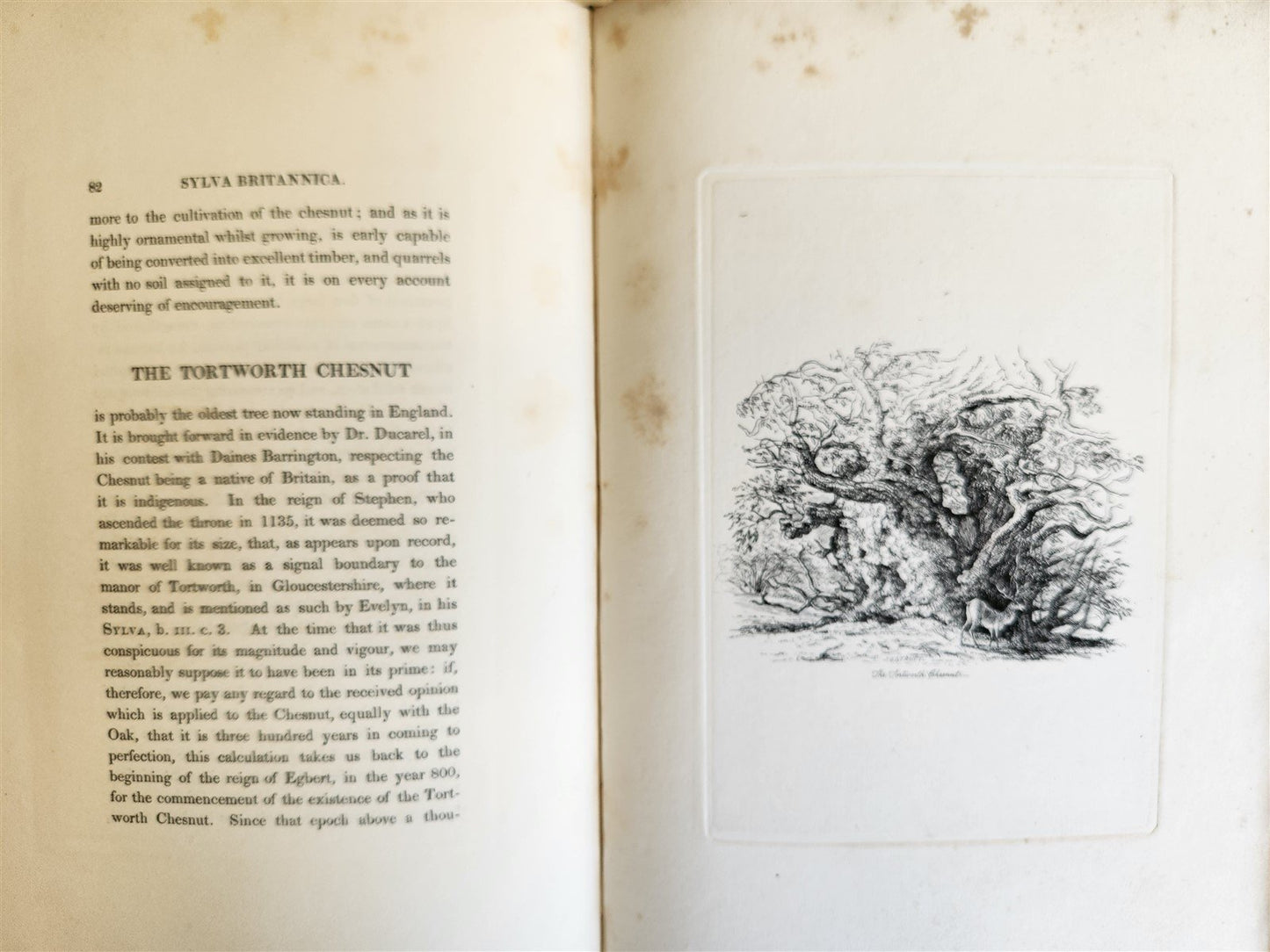 1831 SYLVA BRITANNICA or Portraits of Forest Trees antique ILLUSTRATED