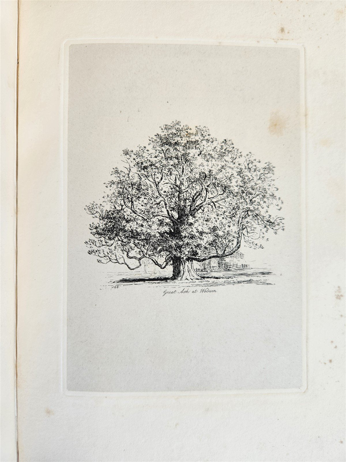 1831 SYLVA BRITANNICA or Portraits of Forest Trees antique ILLUSTRATED