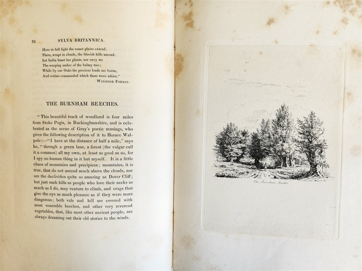 1831 SYLVA BRITANNICA or Portraits of Forest Trees antique ILLUSTRATED