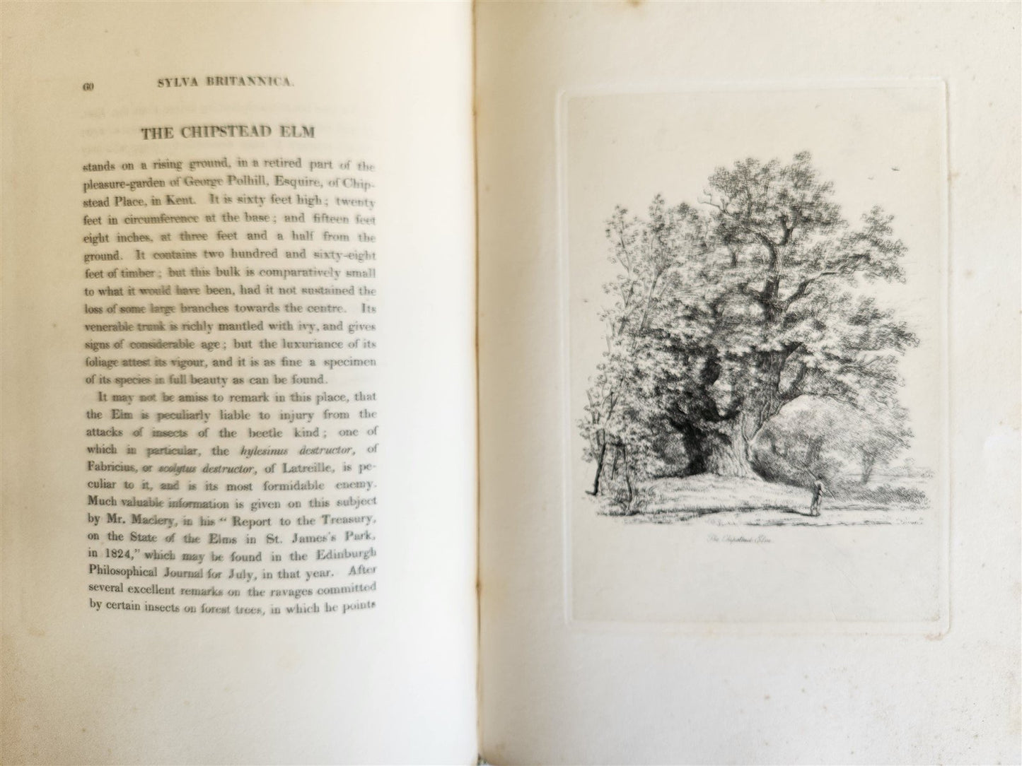 1831 SYLVA BRITANNICA or Portraits of Forest Trees antique ILLUSTRATED