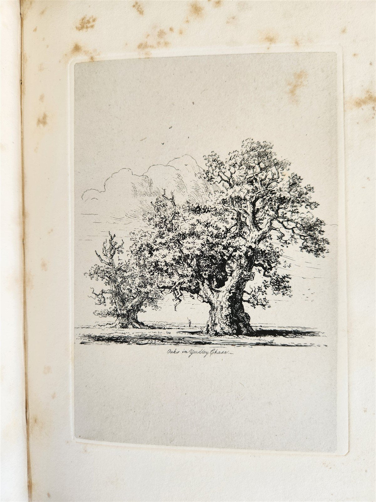 1831 SYLVA BRITANNICA or Portraits of Forest Trees antique ILLUSTRATED