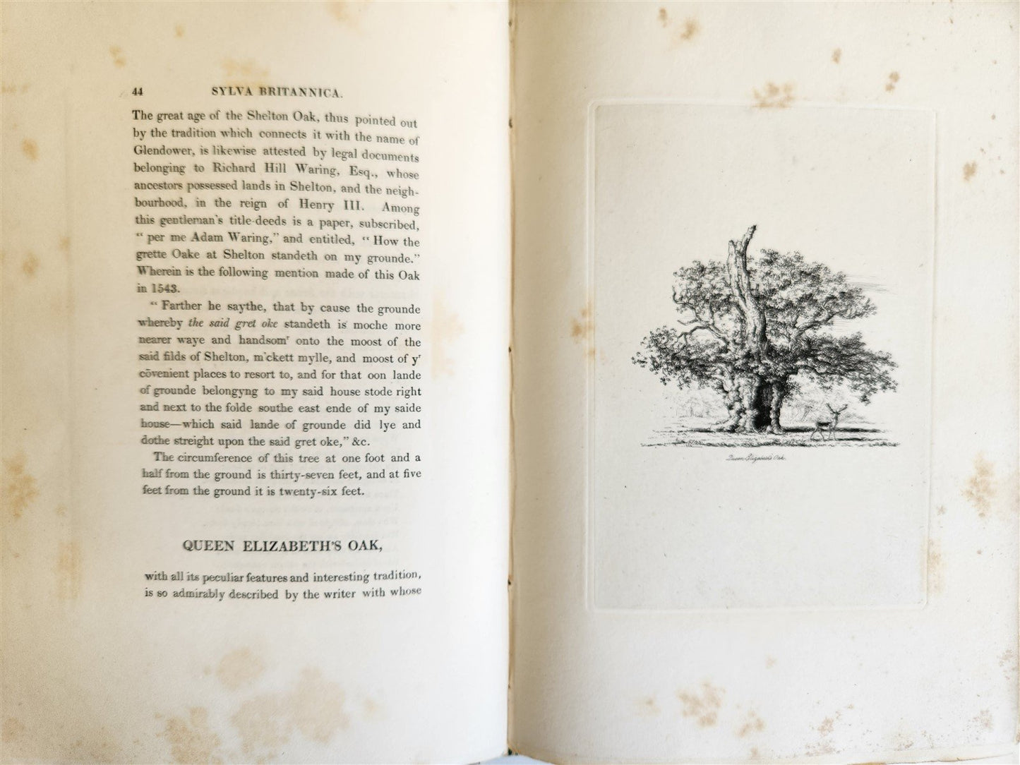 1831 SYLVA BRITANNICA or Portraits of Forest Trees antique ILLUSTRATED