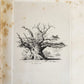 1831 SYLVA BRITANNICA or Portraits of Forest Trees antique ILLUSTRATED