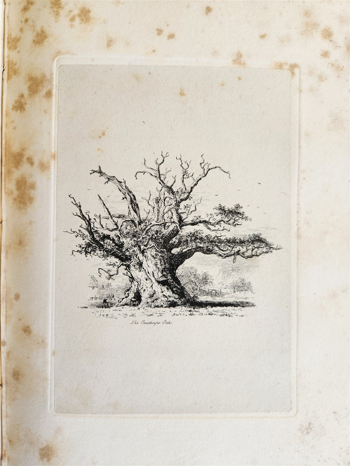 1831 SYLVA BRITANNICA or Portraits of Forest Trees antique ILLUSTRATED