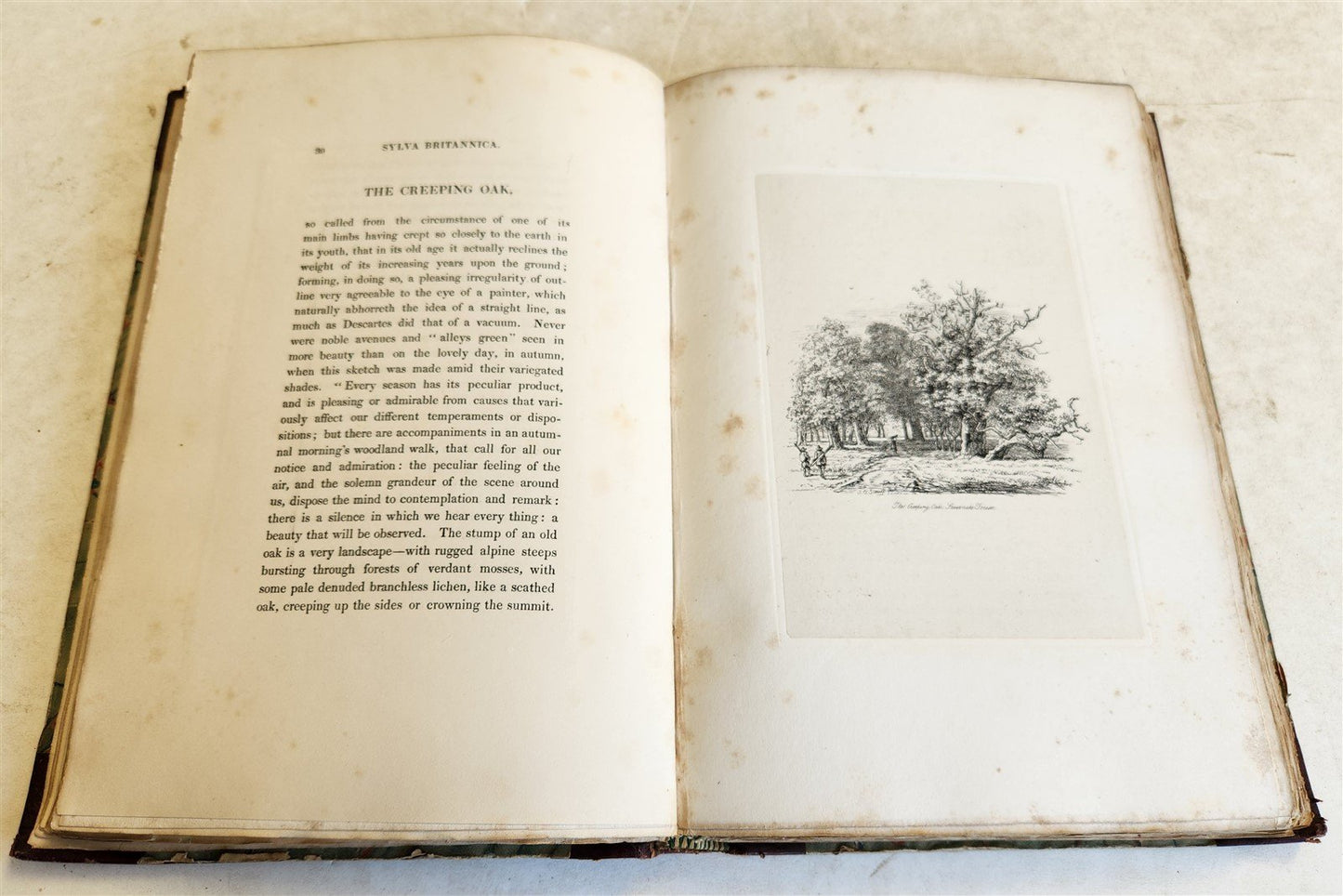 1831 SYLVA BRITANNICA or Portraits of Forest Trees antique ILLUSTRATED