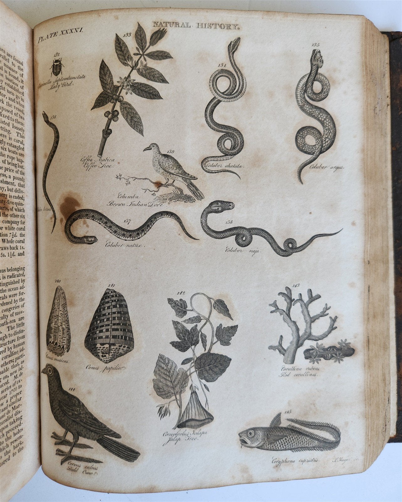 1822 NEW and COMPLETE DICTIONARY of ARTS and SCIENCES 3 VOLS. antique by GREGORY