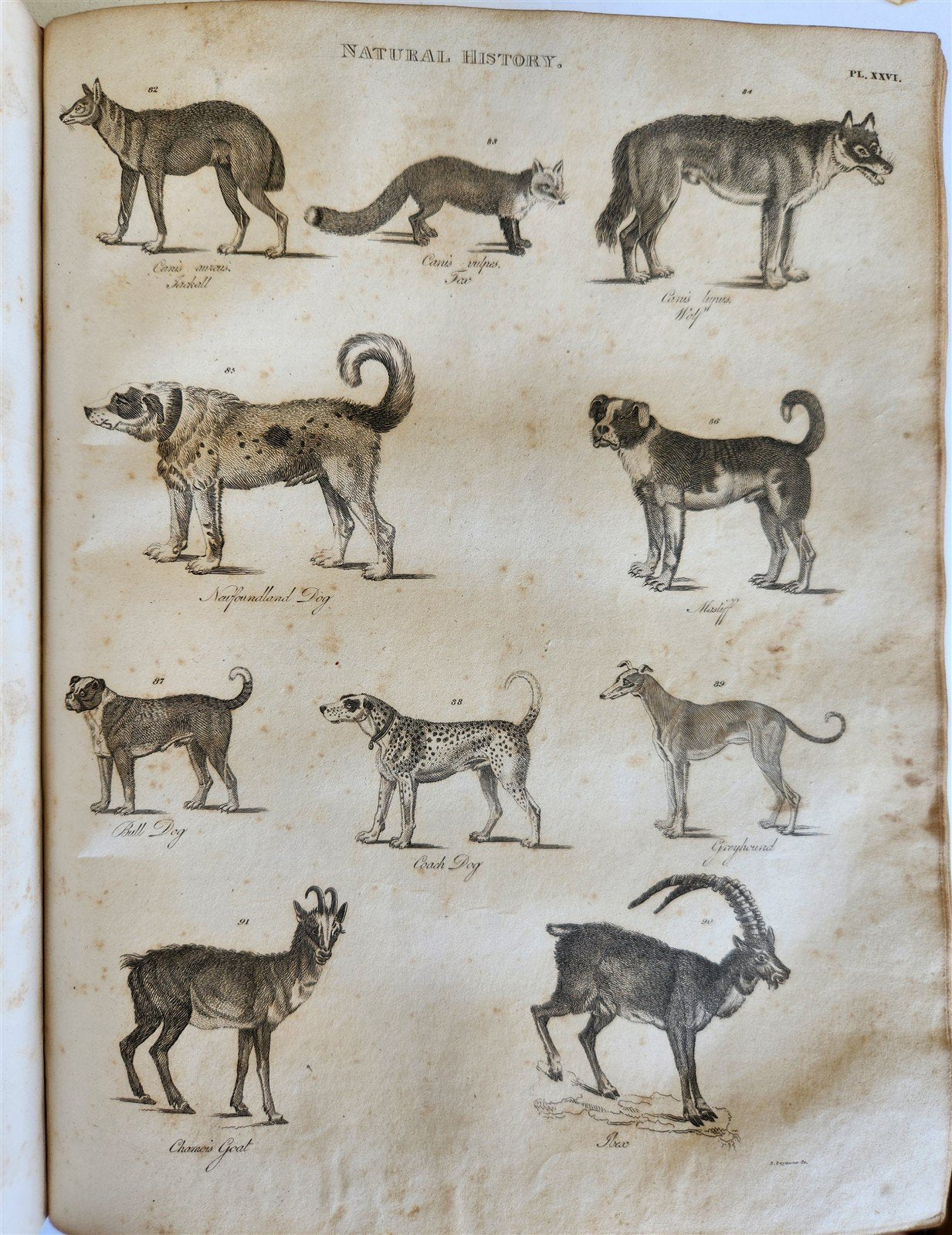 1822 NEW and COMPLETE DICTIONARY of ARTS and SCIENCES 3 VOLS. antique by GREGORY