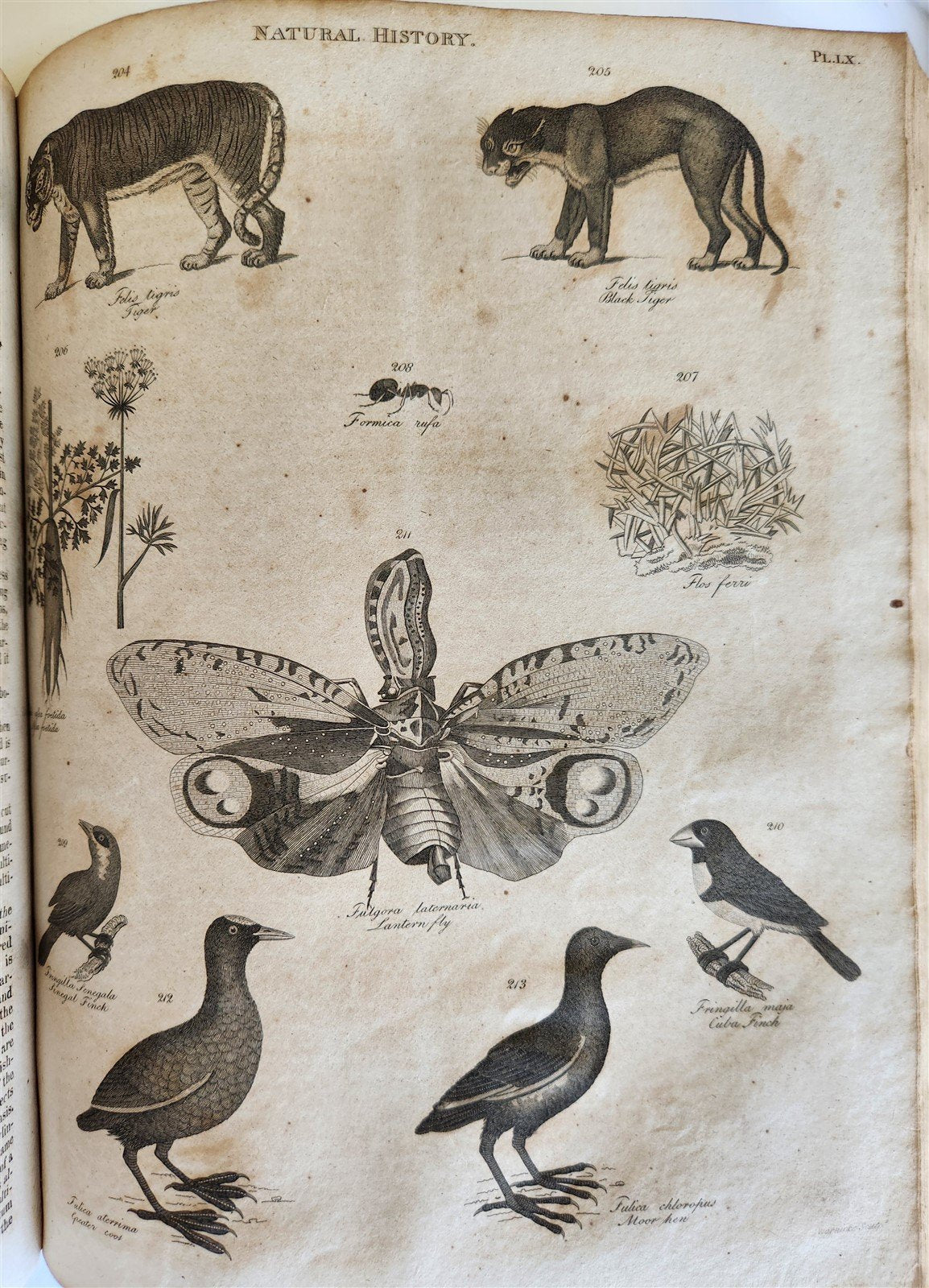 1822 NEW and COMPLETE DICTIONARY of ARTS and SCIENCES 3 VOLS. antique by GREGORY