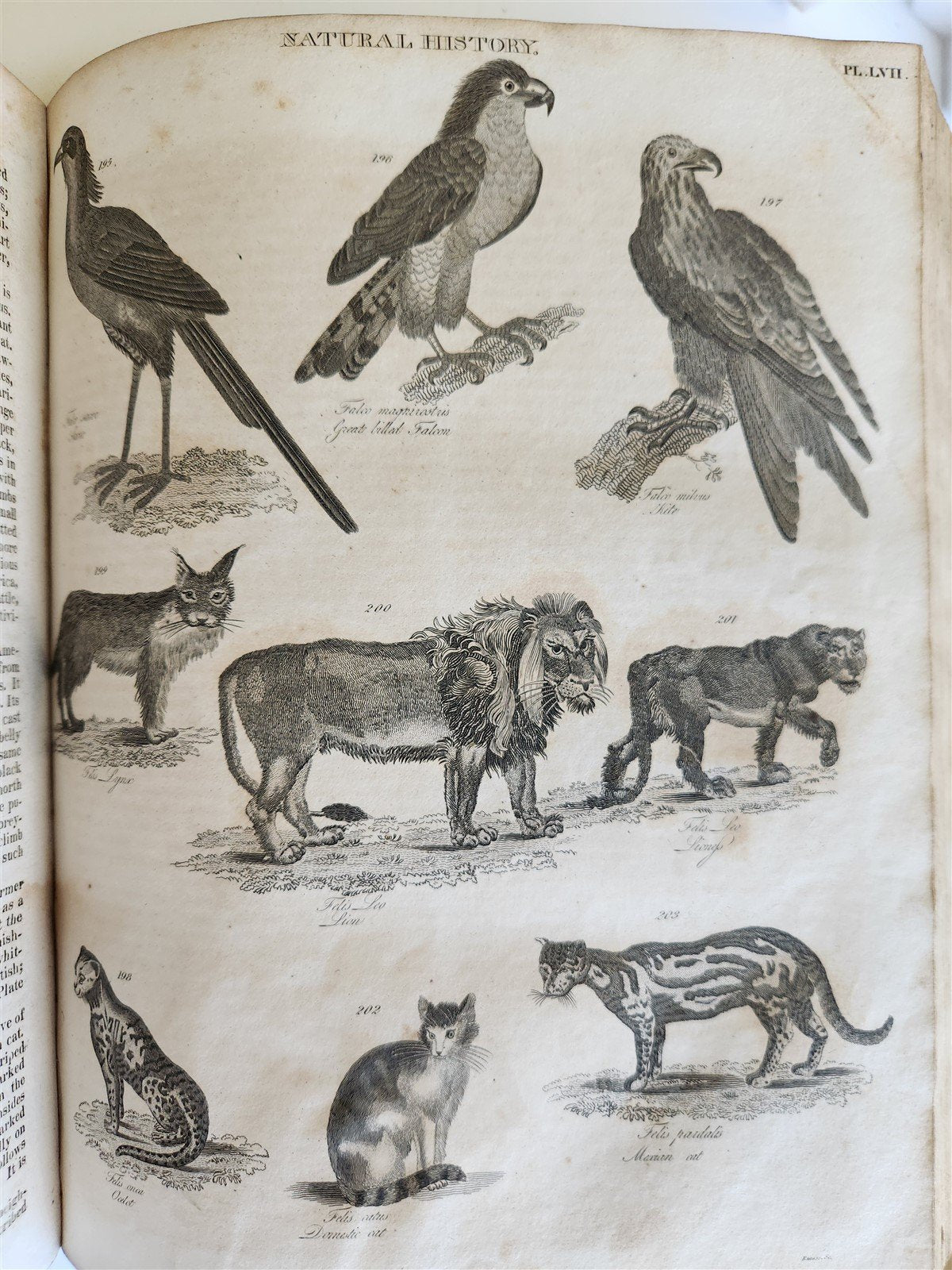 1822 NEW and COMPLETE DICTIONARY of ARTS and SCIENCES 3 VOLS. antique by GREGORY