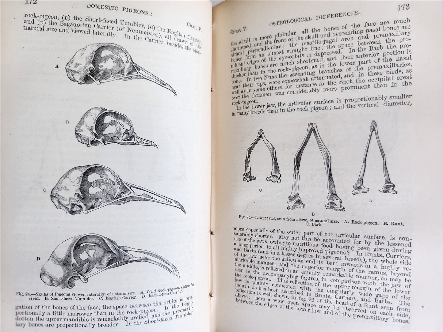 1876 CHARLES DARWIN VARIATION of ANIMALS & PLANTS antique 2 VOLUMES 2nd US ed.