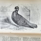 1876 CHARLES DARWIN VARIATION of ANIMALS & PLANTS antique 2 VOLUMES 2nd US ed.