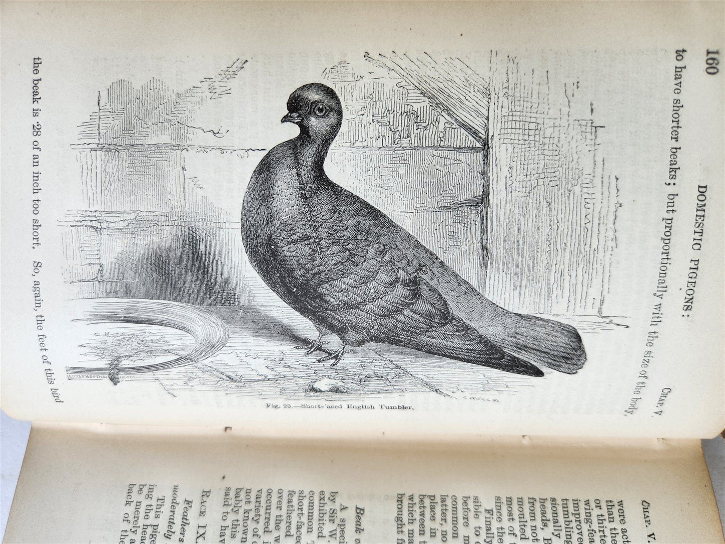 1876 CHARLES DARWIN VARIATION of ANIMALS & PLANTS antique 2 VOLUMES 2nd US ed.