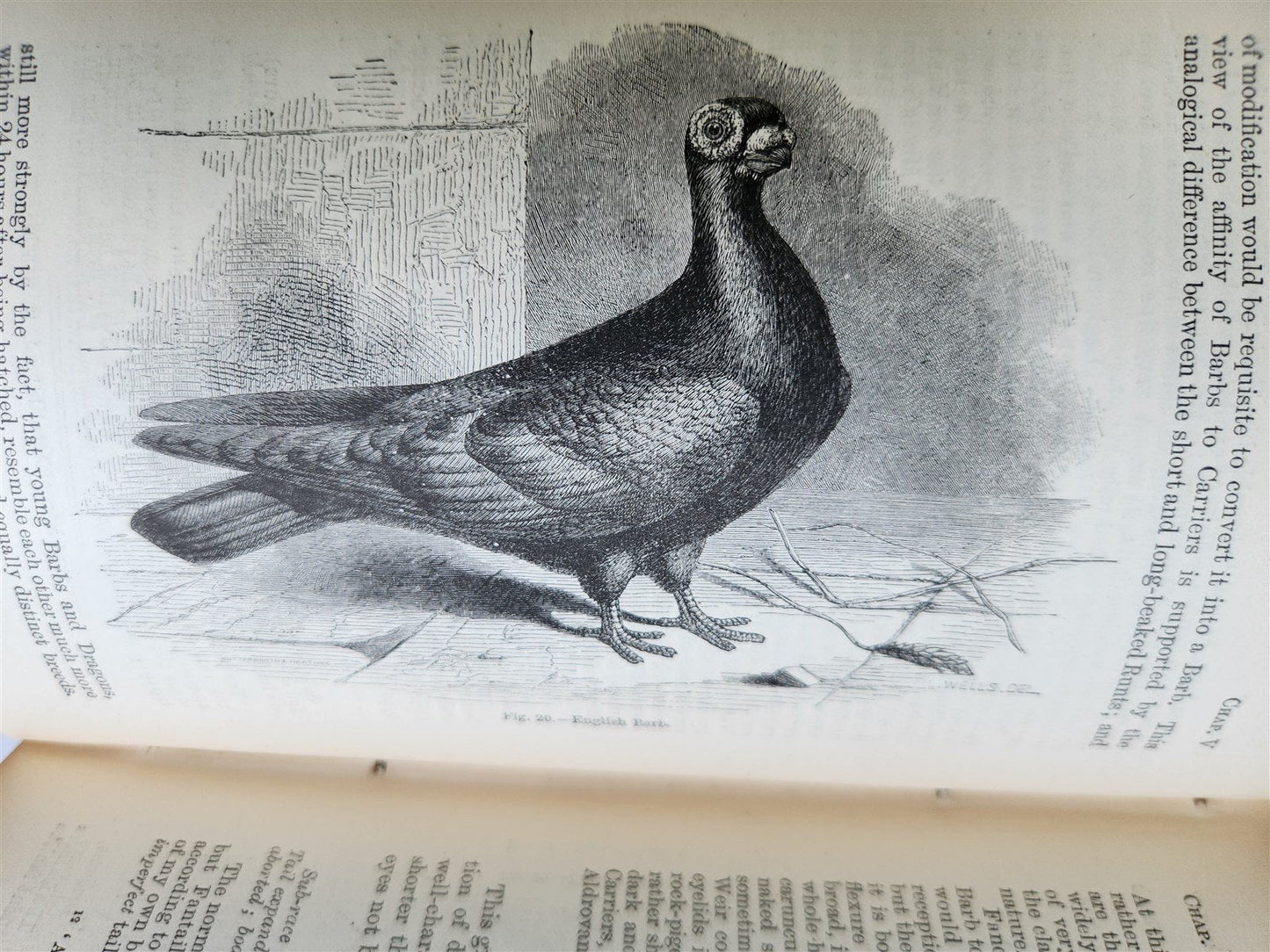 1876 CHARLES DARWIN VARIATION of ANIMALS & PLANTS antique 2 VOLUMES 2nd US ed.