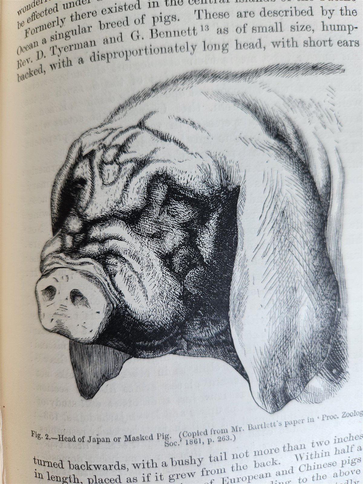 1876 CHARLES DARWIN VARIATION of ANIMALS & PLANTS antique 2 VOLUMES 2nd US ed.