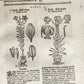 1696 HERBAL BOOK Theatrum botanicum antique ILLUSTRATED FOLIO 1200 woodcuts