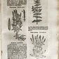 1696 HERBAL BOOK Theatrum botanicum antique ILLUSTRATED FOLIO 1200 woodcuts