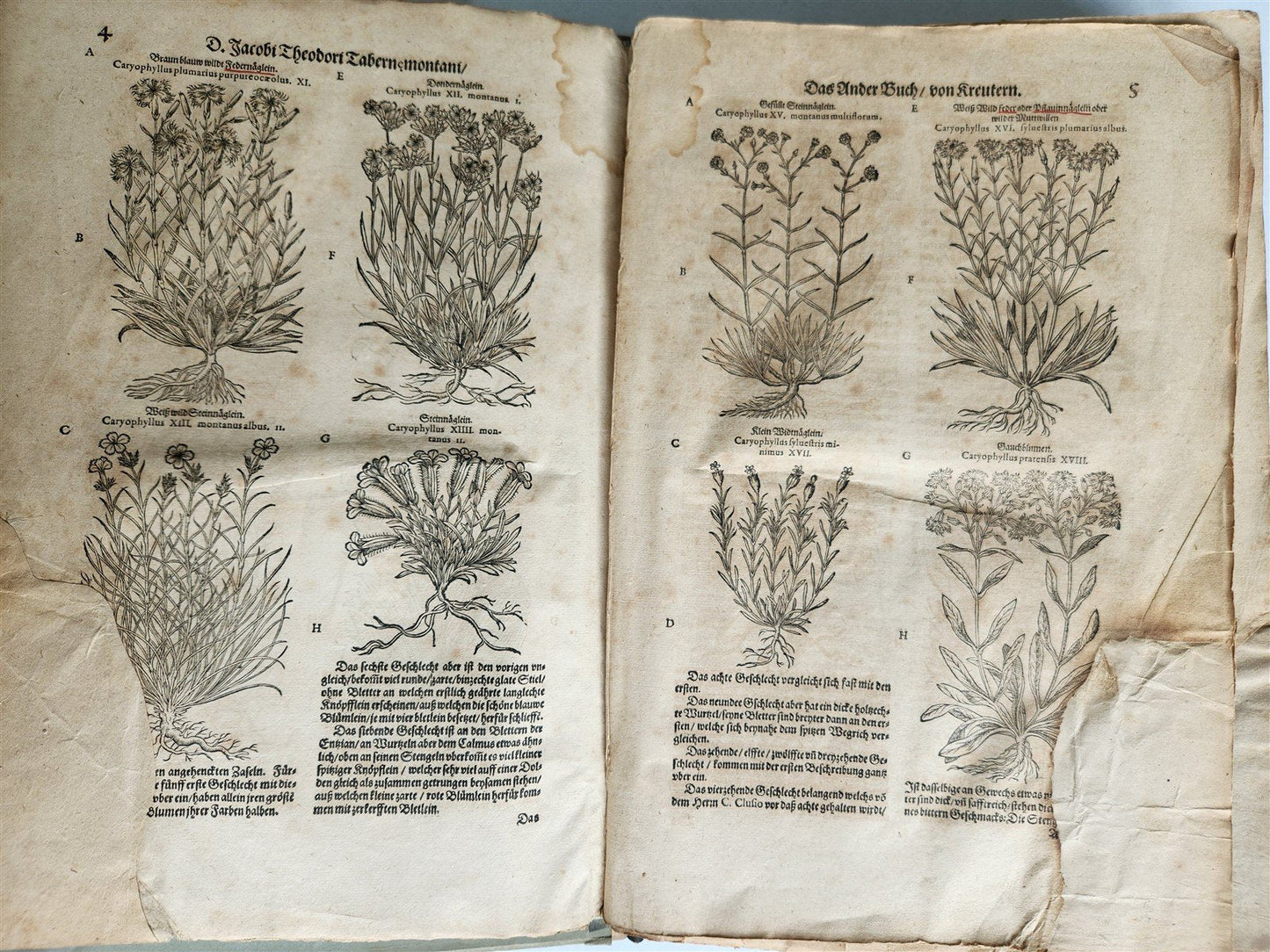 1588 HERBAL BOOK in GERMAN antique ILLUSTRATED Tabernaemontanus
