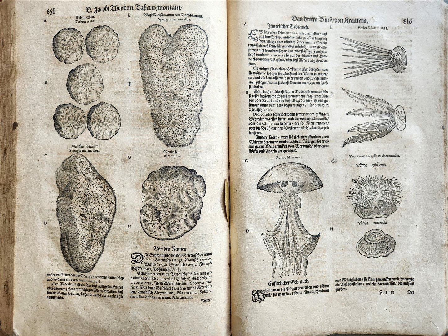 1588 HERBAL BOOK in GERMAN antique ILLUSTRATED Tabernaemontanus