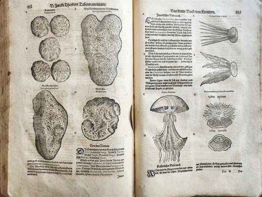 1588 HERBAL BOOK in GERMAN antique ILLUSTRATED Tabernaemontanus