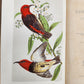 1885 Naturalist's Wanderings in the Eastern Archipelago antique Java Sumatra