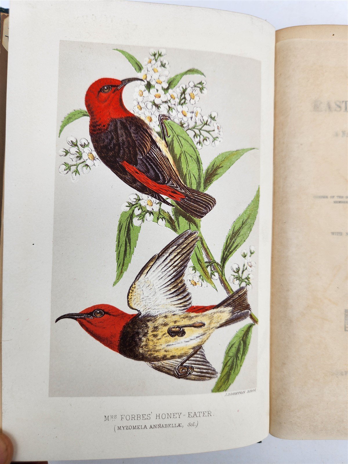 1885 Naturalist's Wanderings in the Eastern Archipelago antique Java Sumatra