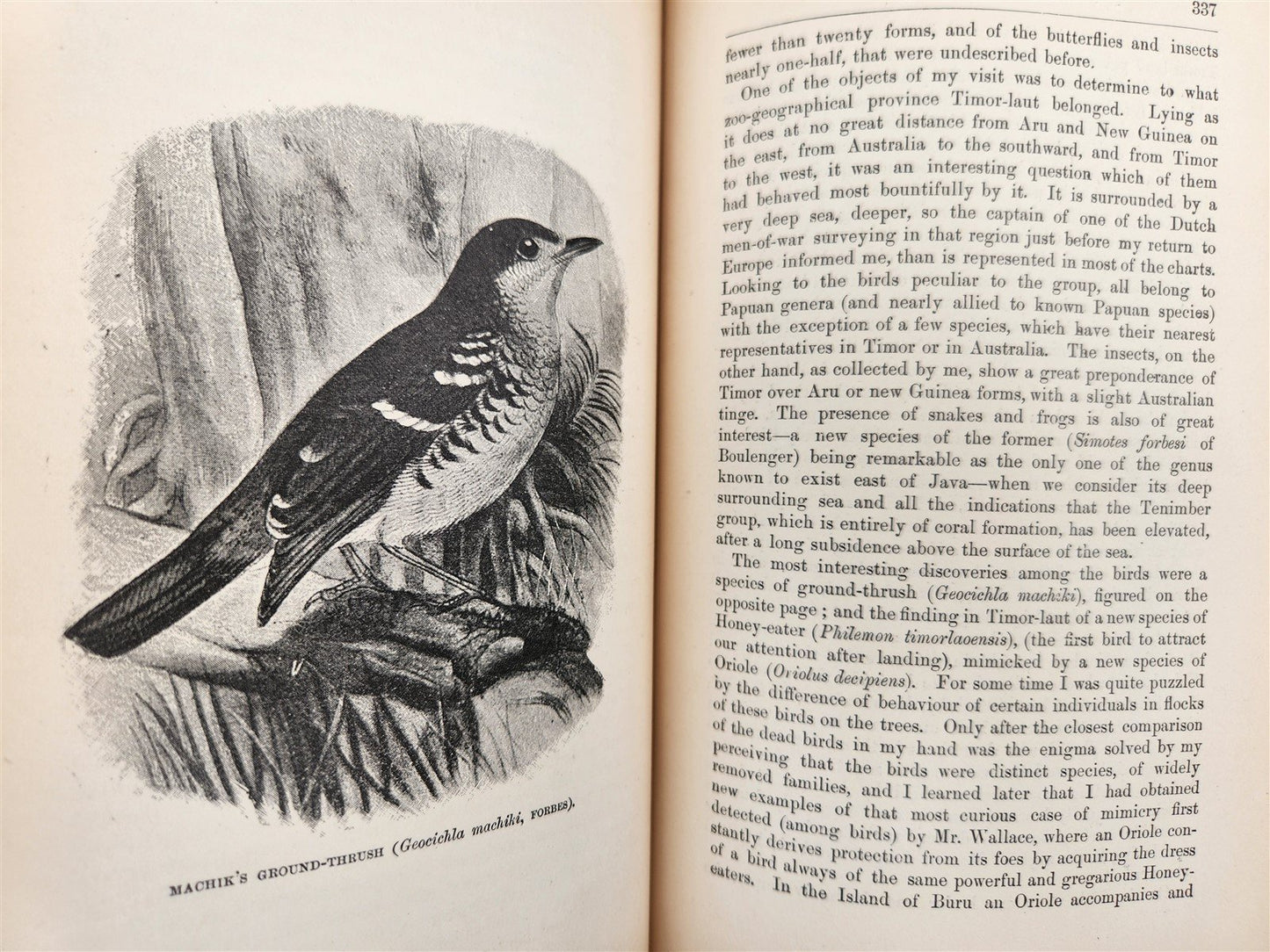 1885 Naturalist's Wanderings in the Eastern Archipelago antique Java Sumatra