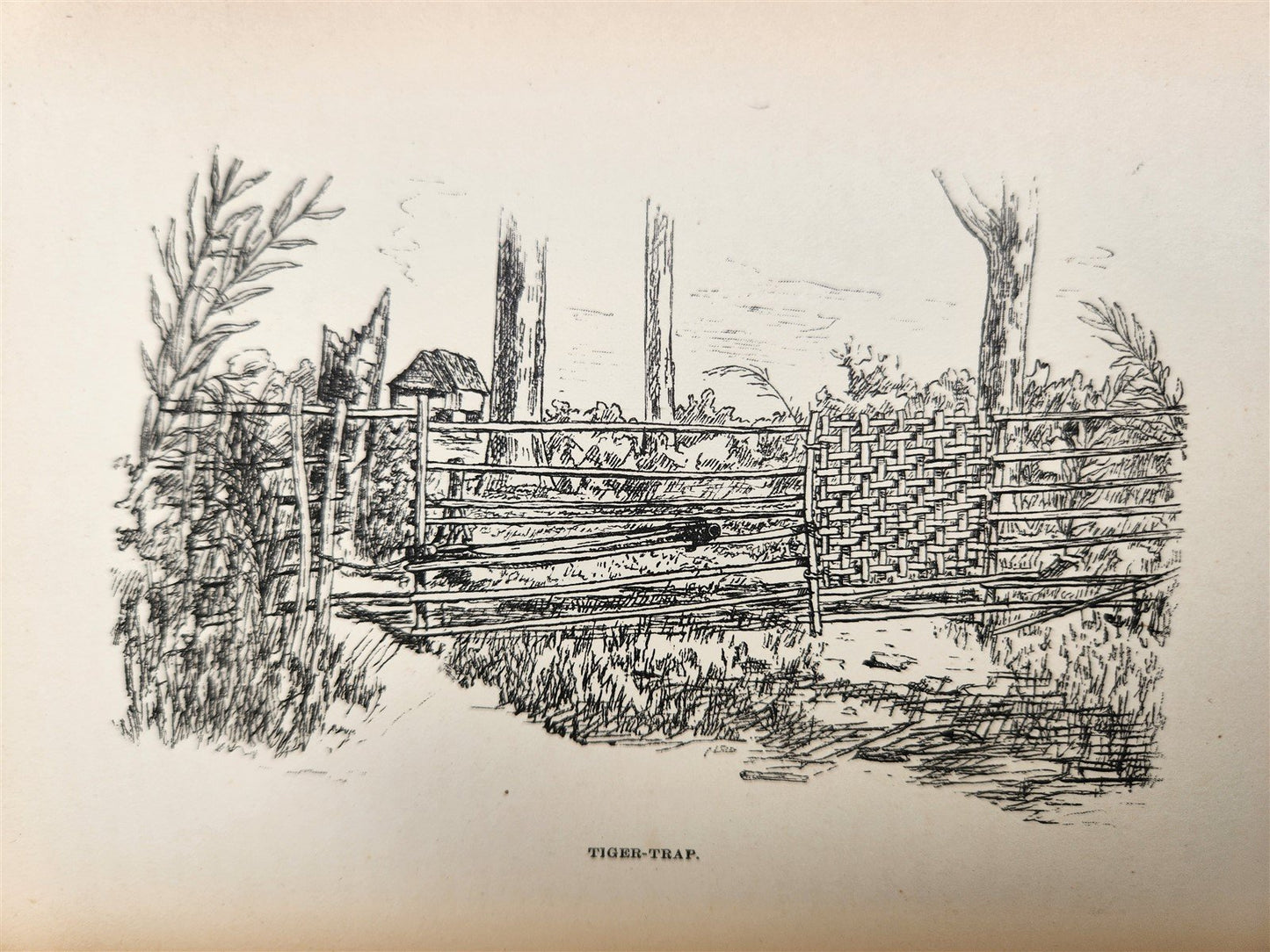 1885 Naturalist's Wanderings in the Eastern Archipelago antique Java Sumatra