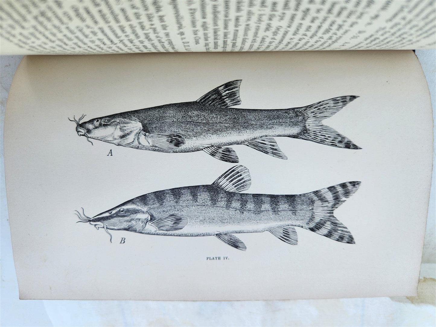 1892 SNOWS of TIBET THROUGH CHINA by A.E. Pratt antique ILLUSTRATED w/ map