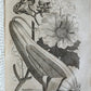 1735 ILLUSTRATED PHARMACOLOGY WORK PLANTS of EGYPT antique De plantis Aegypti
