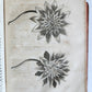 1735 ILLUSTRATED PHARMACOLOGY WORK PLANTS of EGYPT antique De plantis Aegypti