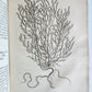 1735 ILLUSTRATED PHARMACOLOGY WORK PLANTS of EGYPT antique De plantis Aegypti