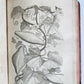 1735 ILLUSTRATED PHARMACOLOGY WORK PLANTS of EGYPT antique De plantis Aegypti