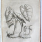 1735 ILLUSTRATED PHARMACOLOGY WORK PLANTS of EGYPT antique De plantis Aegypti