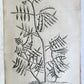 1735 ILLUSTRATED PHARMACOLOGY WORK PLANTS of EGYPT antique De plantis Aegypti