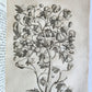 1735 ILLUSTRATED PHARMACOLOGY WORK PLANTS of EGYPT antique De plantis Aegypti