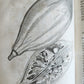 1735 ILLUSTRATED PHARMACOLOGY WORK PLANTS of EGYPT antique De plantis Aegypti