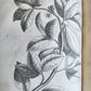 1735 ILLUSTRATED PHARMACOLOGY WORK PLANTS of EGYPT antique De plantis Aegypti