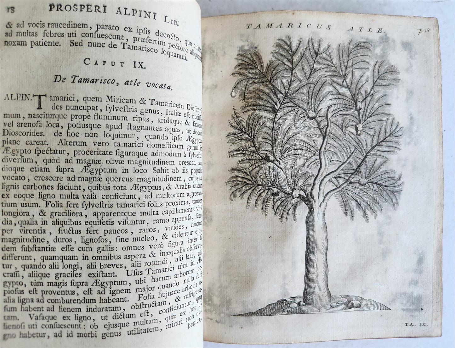 1735 ILLUSTRATED PHARMACOLOGY WORK PLANTS of EGYPT antique De plantis Aegypti