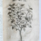 1735 ILLUSTRATED PHARMACOLOGY WORK PLANTS of EGYPT antique De plantis Aegypti
