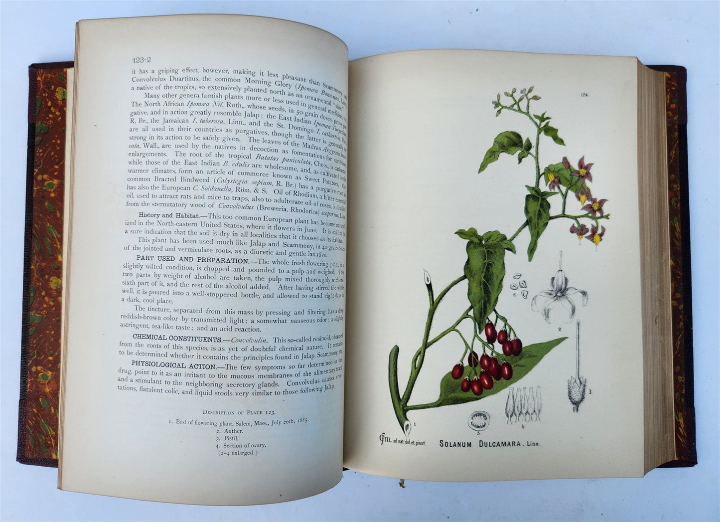 1892 MEDICINAL PLANTS 2 VOLUMES ILLUSTRATED FOLIOS antique by CHARLES MILLSPAUGH