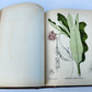 1892 MEDICINAL PLANTS 2 VOLUMES ILLUSTRATED FOLIOS antique by CHARLES MILLSPAUGH