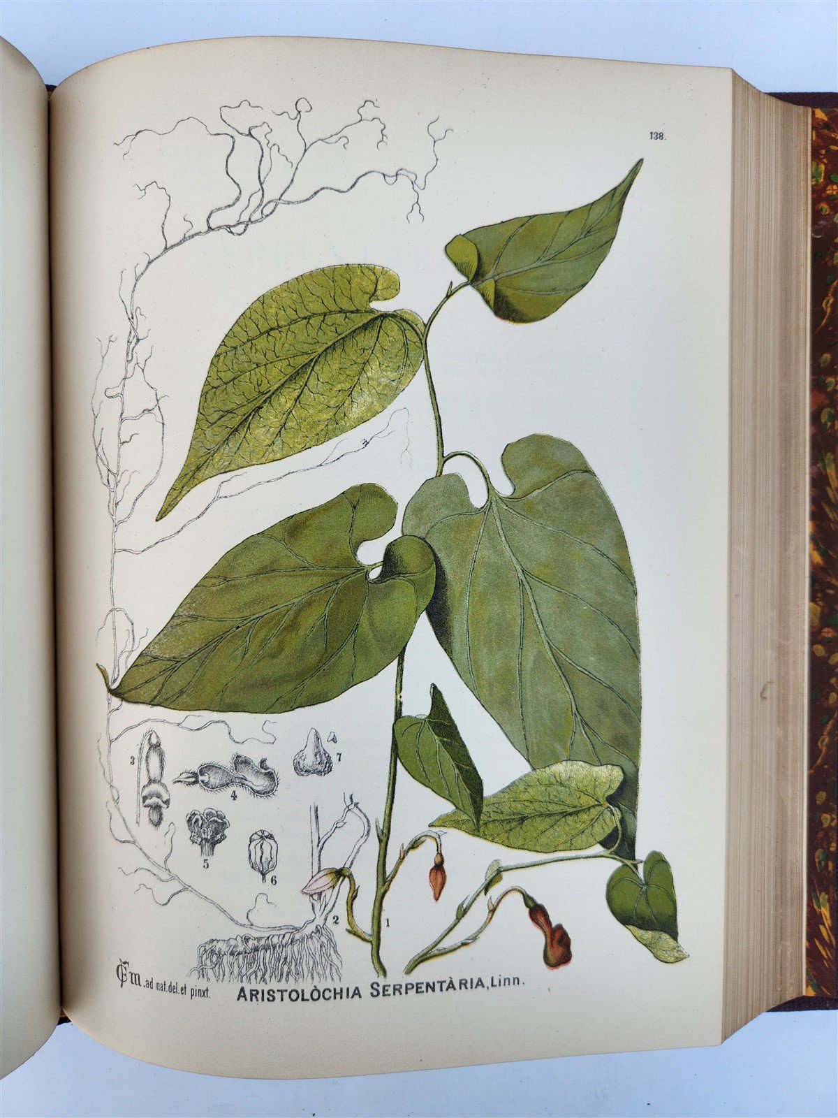 1892 MEDICINAL PLANTS 2 VOLUMES ILLUSTRATED FOLIOS antique by CHARLES MILLSPAUGH