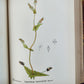 1892 MEDICINAL PLANTS 2 VOLUMES ILLUSTRATED FOLIOS antique by CHARLES MILLSPAUGH