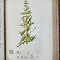 1892 MEDICINAL PLANTS 2 VOLUMES ILLUSTRATED FOLIOS antique by CHARLES MILLSPAUGH
