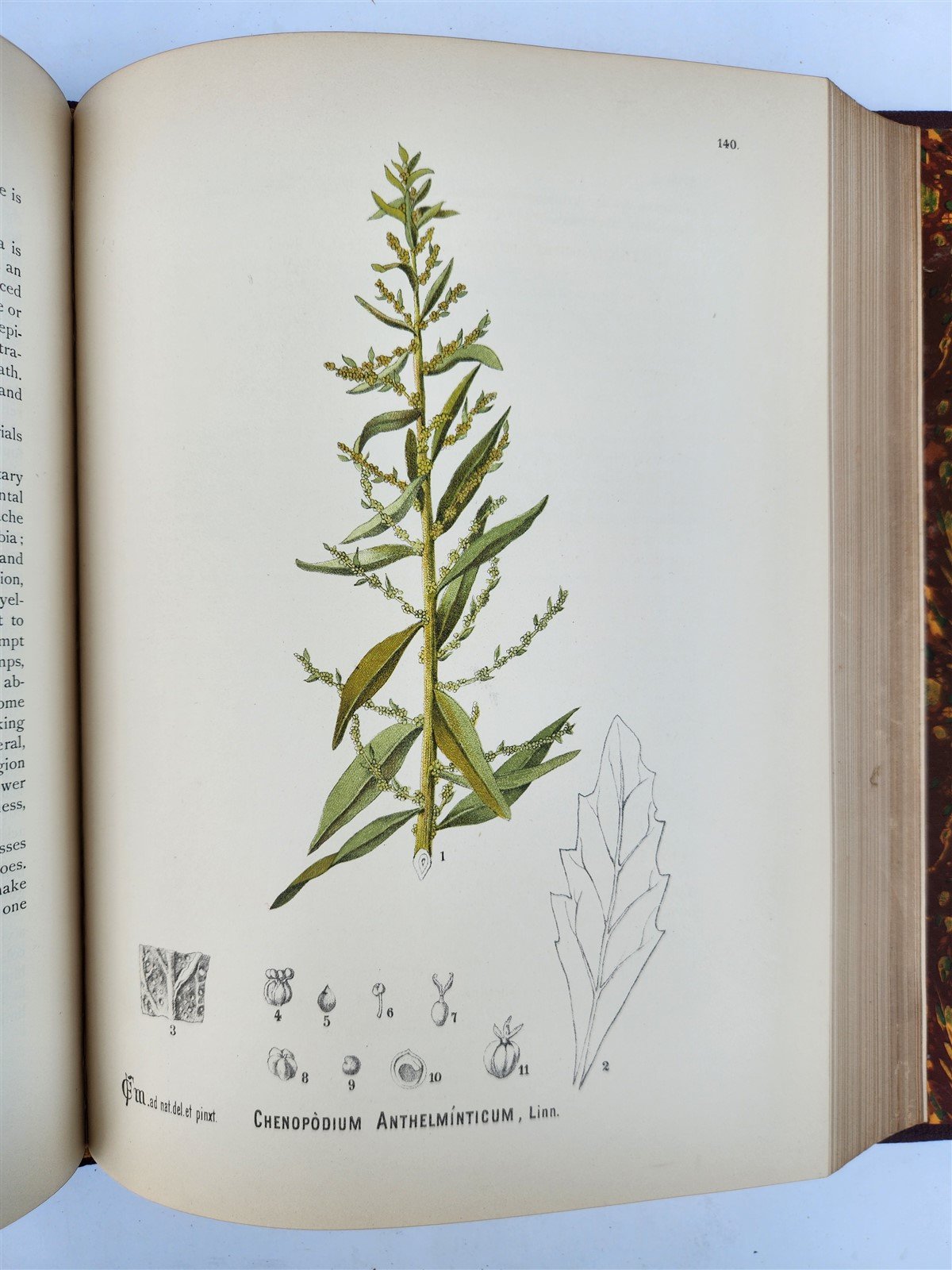 1892 MEDICINAL PLANTS 2 VOLUMES ILLUSTRATED FOLIOS antique by CHARLES MILLSPAUGH