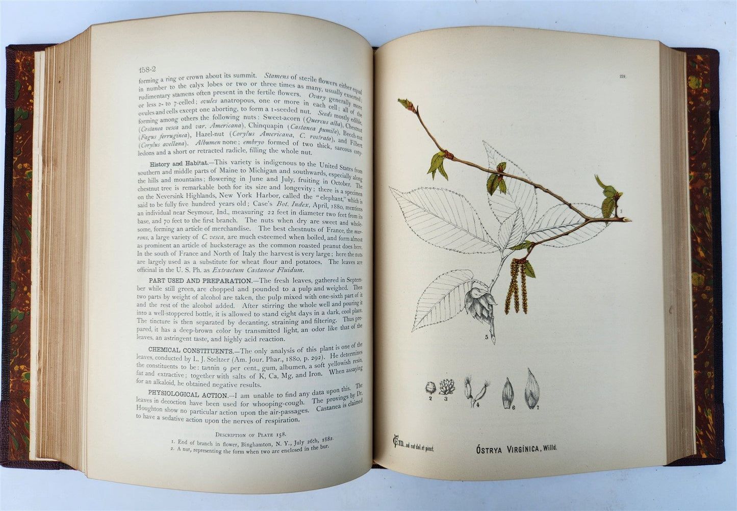 1892 MEDICINAL PLANTS 2 VOLUMES ILLUSTRATED FOLIOS antique by CHARLES MILLSPAUGH
